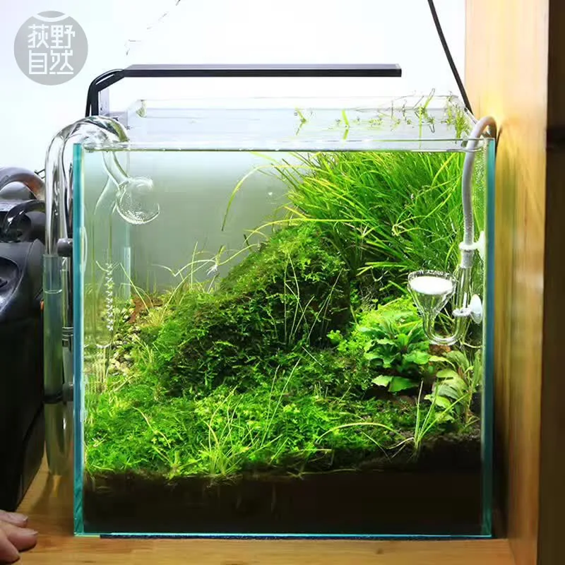 Aquarium Plant Diseases - Chihiros C серии ADA стиль для