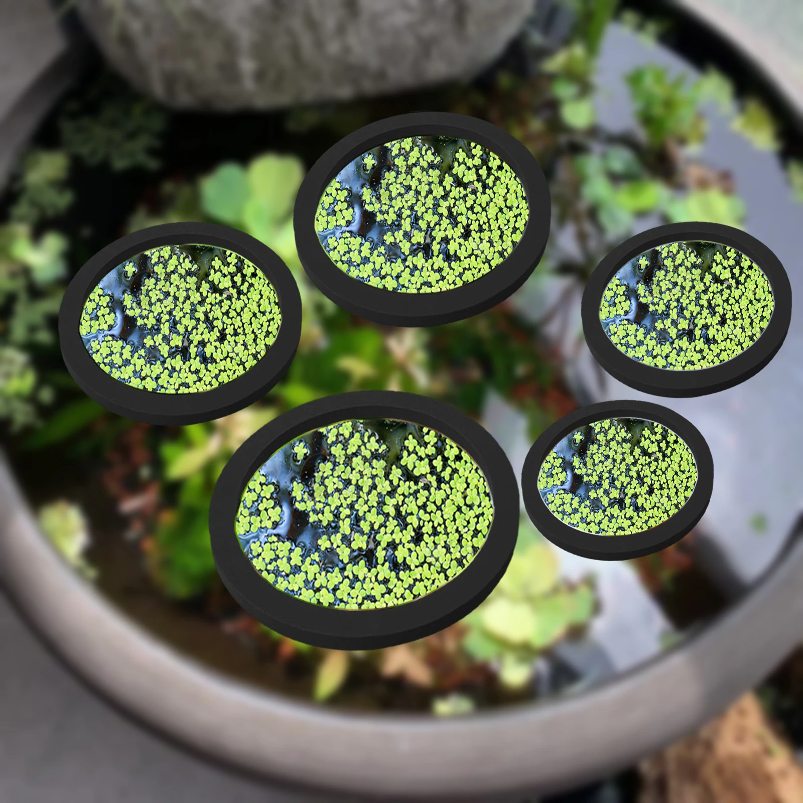 5 шт., кольцо для кормления ры – обзор и цена Aquarium Planted Fish