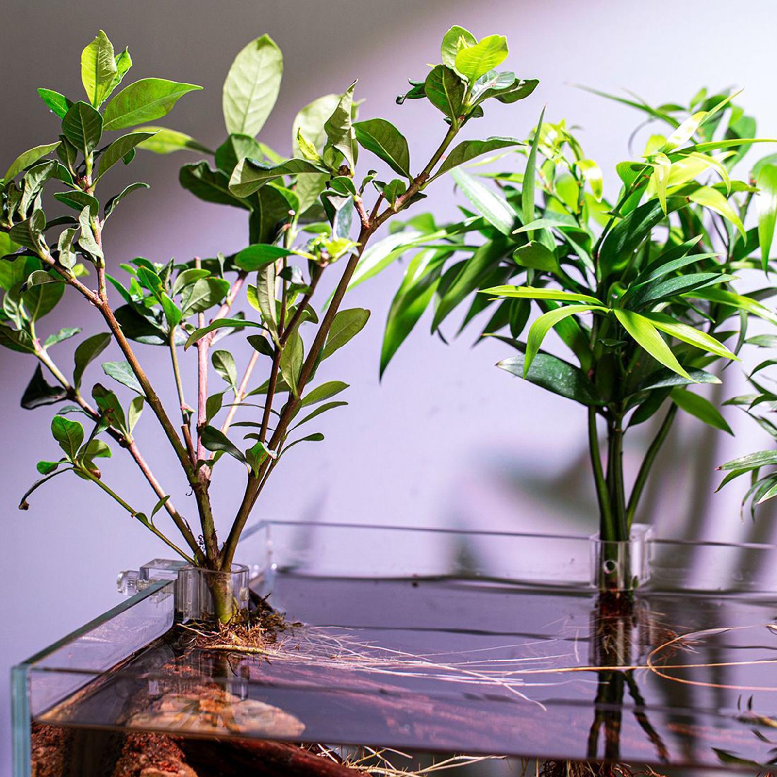 Держатели для растений для акв – обзор и цена Aquarium Plant Diseases