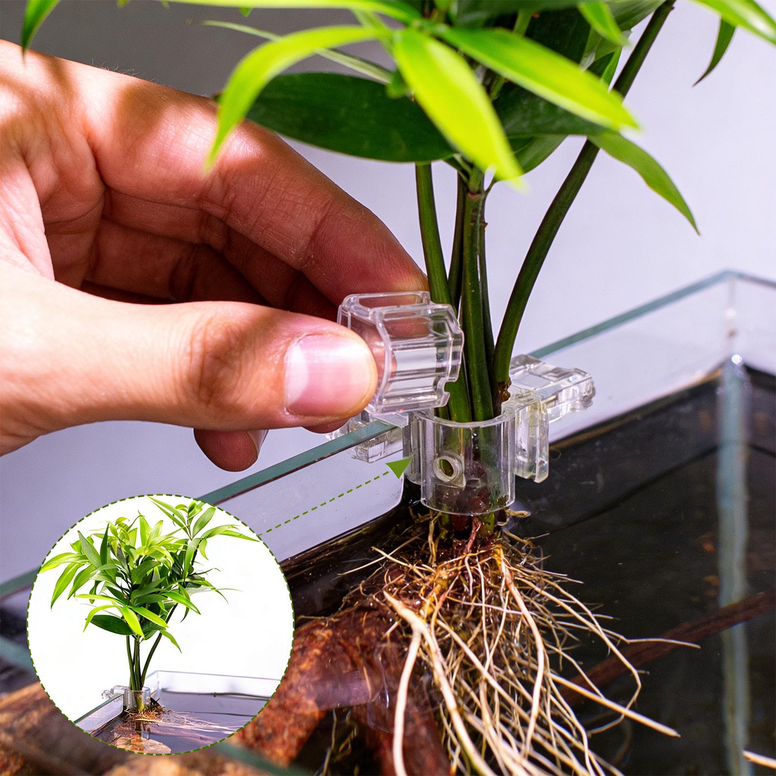 Держатели для растений для акв – обзор и цена Aquarium Plant Diseases